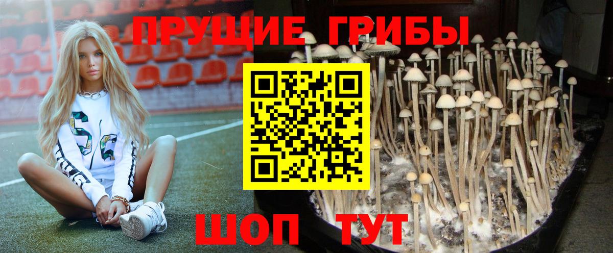 Галлюциногенные грибы Psilocybe Медногорск